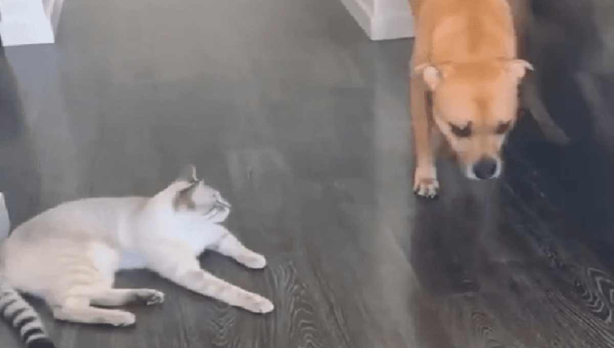 perros tienen miedo a los gatos