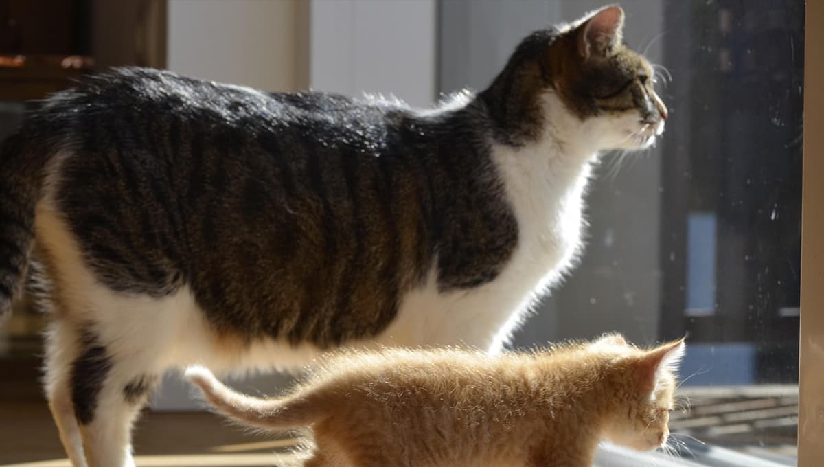 ¿Dos gatos macho pueden convivir en la misma casa?