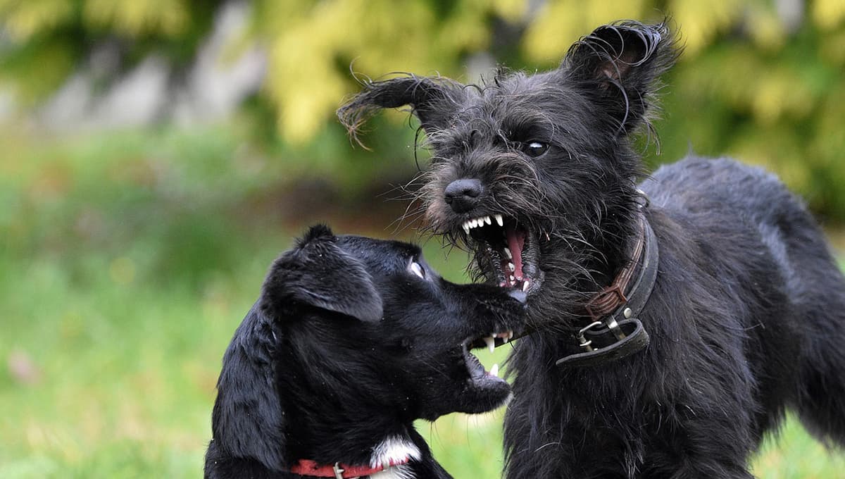 ¿Qué significa cuando un perro se pone bravo contigo?