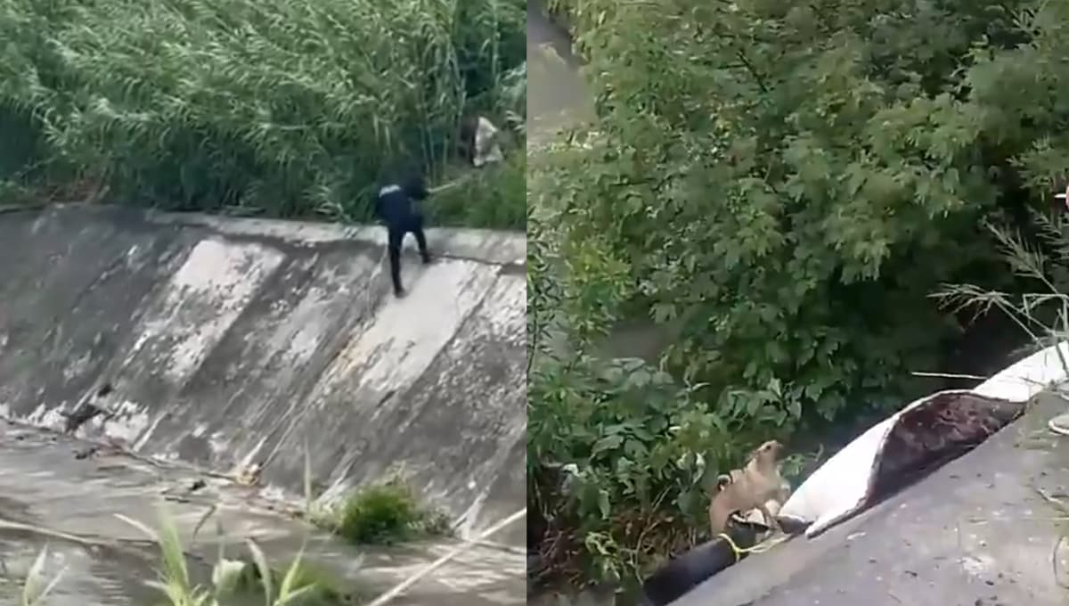 Así fue el increíble rescate del niño que se lanzó a arroyo para salvar a perro en peligro