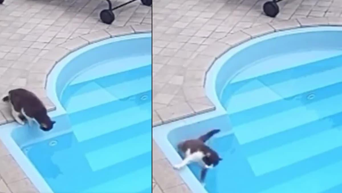 Gatito CAE a alberca y su reacción sorprende a todos