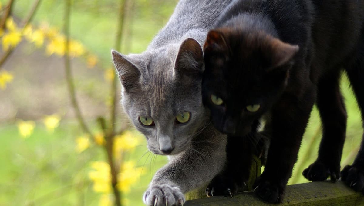 Gatos: ¿qué significa que te miren fijamente mientras duermes?
