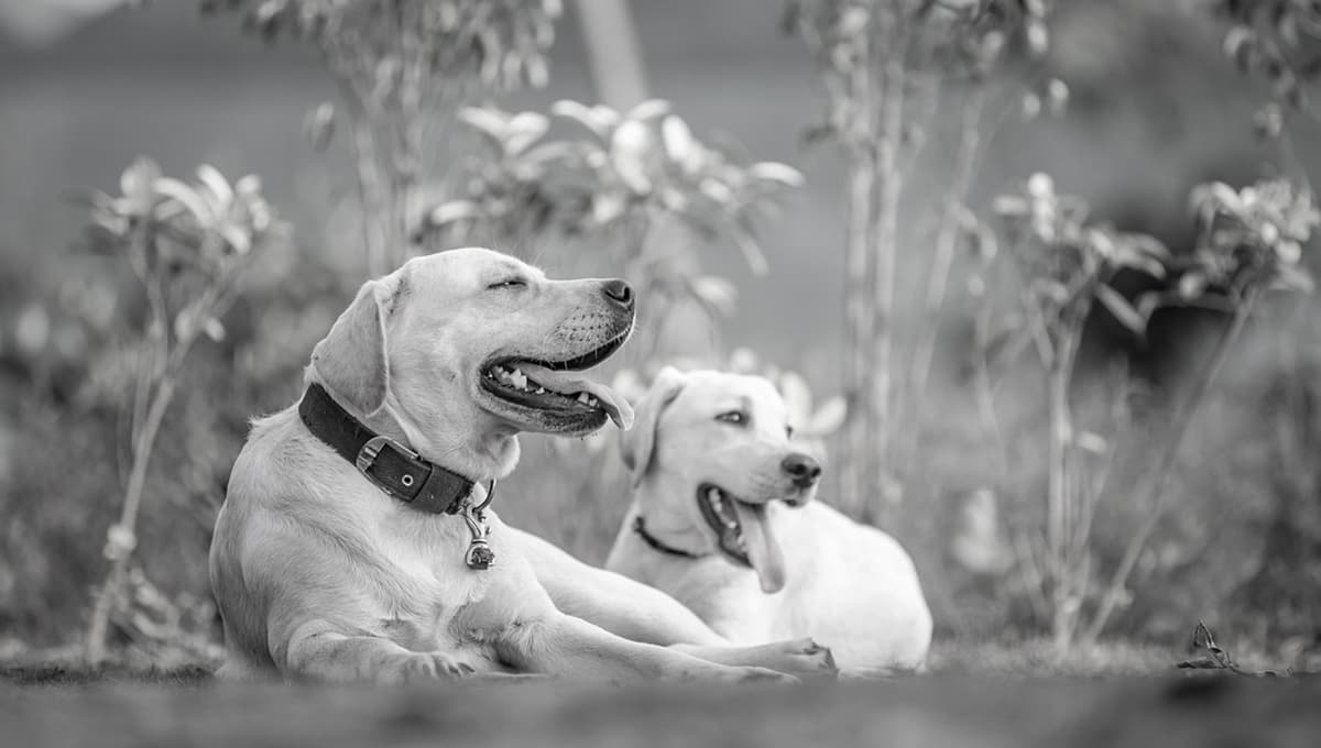 Qué es la píldora de la vida y cómo ayudaría a alargar la vida de las mascotas