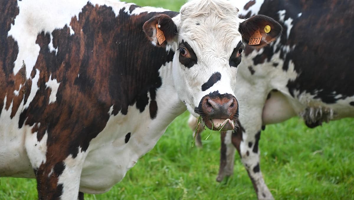 Se van las vacas de shopping: captan a animales caminando en plaza comercial de Apodaca