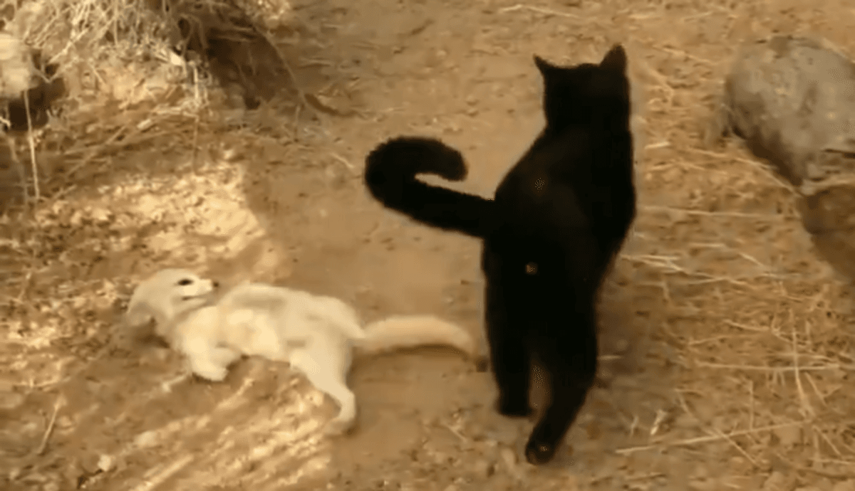 zorro reacciona a su amigo gato