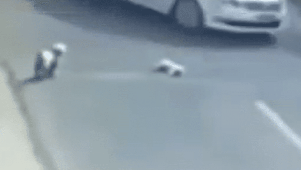 perros callejeros rescatan a perro