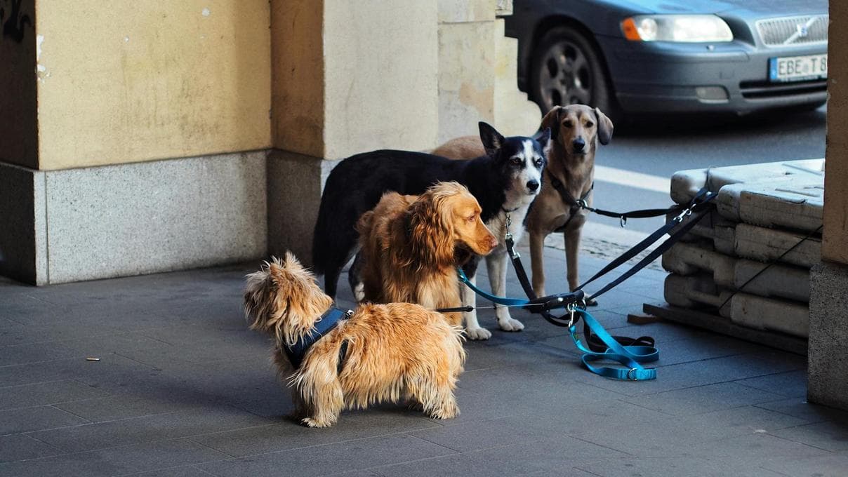 Por qué mi perro no convive con otros perros ni personas en la calle